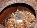 Chatham Island taiko | Tāiko. Small chick in nest box. Tuku Nature Reserve, February 2009. Image © Graeme Taylor by Graeme Taylor.