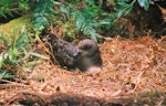 Chatham Island taiko | Tāiko. Adult on ground. Taiko Camp, Chatham Island. Image © Department of Conservation by Gavin Woodward.