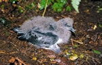 Chatham Island taiko | Tāiko. Chick close to fledging. Tuku Nature Reserve, Chatham Island, April 2000. Image © Graeme Taylor by Graeme Taylor.