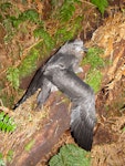 Chatham Island taiko | Tāiko. Nearly fledged chick showing upperwing. Tuku Nature Reserve, April 2003. Image © Graeme Taylor by Graeme Taylor.