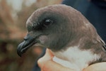 Chatham Island taiko | Tāiko. Adult head. Tuku Valley, Chatham Island, January 1993. Image © Department of Conservation (image ref: 10024120) by Graeme Taylor, Department of Conservation.