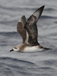 Kermadec petrel | Pia koia. Adult in flight (pale morph). Kermadec Islands, March 2021. Image © Scott Brooks (ourspot) by Scott Brooks.