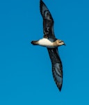 Kermadec petrel | Pia koia. Intermediate morph in flight showing underwing. Three Kings chum spot, March 2019. Image © Les Feasey by Les Feasey.