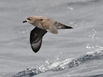 Kermadec petrel | Pia koia. Adult in flight (intermediate morph). Kermadec Islands, March 2021. Image © Scott Brooks (ourspot) by Scott Brooks.