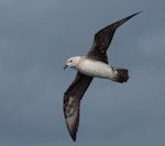 Kermadec petrel | Pia koia. Pale morph adult, ventral view, in flight. At sea off Wollongong, New South Wales, Australia, March 2008. Image © Brook Whylie by Brook Whylie.