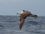 Kermadec petrel | Pia koia. Pale morph, adult, in flight. At sea off Wollongong, New South Wales, Australia, March 2008. Image © Brook Whylie by Brook Whylie.