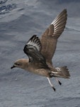 Kermadec petrel | Pia koia. Adult in flight (dark morph). Kermadec Islands, March 2021. Image © Scott Brooks (ourspot) by Scott Brooks.