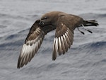 Kermadec petrel | Pia koia. Adult in flight (dark morph). Kermadec Islands, March 2021. Image © Scott Brooks (ourspot) by Scott Brooks.