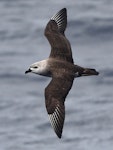 Kermadec petrel | Pia koia. Adult in flight showing diagnostic white primary shafts. Kermadec Islands, March 2021. Image © Scott Brooks (ourspot) by Scott Brooks.