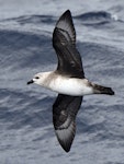 Kermadec petrel | Pia koia. Adult in flight (pale morph). Kermadec Islands, March 2021. Image © Scott Brooks (ourspot) by Scott Brooks.