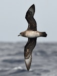 Kermadec petrel | Pia koia. Adult intermediate morph in flight. Kermadec Islands, March 2021. Image © Scott Brooks (ourspot) by Scott Brooks.