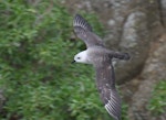 Kermadec petrel | Pia koia. Dorsal view of pale morph adult in flight, showing white wing 'flashes'. Raoul Island, Kermadec Islands, January 2009. Image © Gareth Rapley by Gareth Rapley.