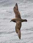 Kermadec petrel | Pia koia. Adult in flight (dark morph). Kermadec Islands, March 2021. Image © Scott Brooks (ourspot) by Scott Brooks.