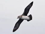 Kermadec petrel | Pia koia. Adult in flight (pale morph). Kermadec Islands, March 2021. Image © Scott Brooks (ourspot) by Scott Brooks.