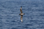 Kermadec petrel | Pia koia. Ventral view of adult intermediate morph in flight. Pacific Ocean, March 2009. Image © Nigel Voaden by Nigel Voaden.