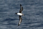 Kermadec petrel | Pia koia. Ventral view of light morph adult in flight. Pacific Ocean, March 2009. Image © Nigel Voaden by Nigel Voaden.