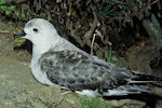 Kermadec petrel | Pia koia. Pale morph adult. North Meyer Islet, Kermadec Islands, December 1966. Image © Department of Conservation (image ref: 10036896) by Don Merton, Courtesy of Department of Conservation.