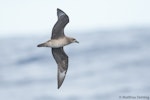 Kermadec petrel | Pia koia. Intermediate morph bird in flight. Southport (Australia), November 2017. Image © Matthias Dehling by Matthias Dehling.