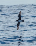 Kermadec petrel | Pia koia. Adult (intermediate morph) in flight, ventral. at sea of North Cape, March 2015. Image © Les Feasey by Les Feasey.