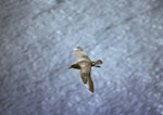 Kermadec petrel | Pia koia. Dorsal view of dark morph adult in flight, showing white wing 'flashes'. Macauley Island, Kermadec Islands, December 1988. Image © Alan Tennyson by Alan Tennyson.