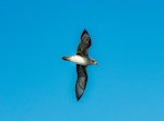 Kermadec petrel | Pia koia. Intermediate morph in flight showing underwing. Three Kings chum spot, March 2019. Image © Les Feasey by Les Feasey.