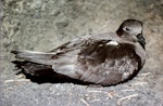 Kermadec petrel | Pia koia. Dark morph adult on nest. Macauley Island, Kermadec Islands, December 1988. Image © Graeme Taylor by Graeme Taylor.