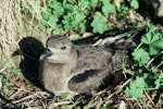 Kermadec petrel | Pia koia. Dark morph adult on nest. Meyer Island, Kermadec Islands, January 1994. Image © Department of Conservation (image ref: 10031070) by Dick Veitch, Department of Conservation.