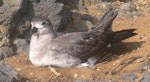 Kermadec petrel | Pia koia. Intermediate morph adult on nest. Raoul Island, Kermadec Islands, January 2009. Image © Gareth Rapley by Gareth Rapley.