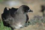 Kermadec petrel | Pia koia. Adult - intermediate morph. North Meyer Islet, Kermadec Islands, April 2008. Image © Chris Gaskin by Chris Gaskin.