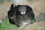 Kermadec petrel | Pia koia. Adult - intermediate morph. North Meyer Islet, Kermadec Islands, April 2008. Image © Chris Gaskin by Chris Gaskin.