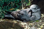 Kermadec petrel | Pia koia. Adult intermediate morph on nest. Meyer Island, Kermadec Islands, January 1967. Image © Department of Conservation (image ref: 10032653) by Don Merton, Department of Conservation.