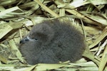 Kermadec petrel | Pia koia. Chick in nest. Meyer Island, Kermadec Islands, January 1967. Image © Department of Conservation (image ref: 10037100) by Don Merton, Department of Conservation.