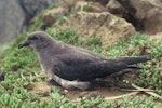 Kermadec petrel | Pia koia. Adult intermediate morph. Meyer Island, Kermadec Islands, January 1989. Image © Department of Conservation (image ref: 10031071) by John Ombler, Department of Conservation.