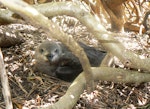 Kermadec petrel | Pia koia. Adult intermediate morph on nest, facing forward. Phillip Island, Norfolk Island, December 2008. Image © Koos Baars by Koos Baars.