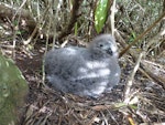 Kermadec petrel | Pia koia. Chick on the nest. Phillip Island, June 2017. Image © Alan Tennyson by Alan Tennyson.