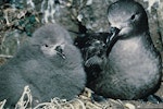 Kermadec petrel | Pia koia. Dark morph adult and chick in nest. South Meyer Island, Kermadec Islands, December 1966. Image © Department of Conservation (image ref: 10037101) by Don Merton, Department of Conservation.