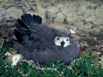 Kermadec petrel | Pia koia. Pale morph chick in nest. Kermadec Islands, January 1992. Image © Department of Conservation (image ref: 10053818) by P. Bolam, Department of Conservation.