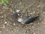 Kermadec petrel | Pia koia. Pale morph adult and chick in nest. Raoul Island, Kermadec Islands, January 2009. Image © Gareth Rapley by Gareth Rapley.