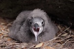 Kermadec petrel | Pia koia. Advanced nestling calling. Phillip Island, Norfolk Island group, April 2017. Image © Dean Portelli by Dean Portelli.