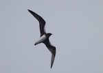 Phoenix petrel. Adult in flight. Easter Island, March 2012. Image © Alvaro Jaramillo by Alvaro Jaramillo.