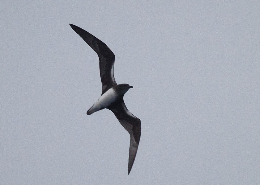 Phoenix petrel. Adult in flight. Easter Island, March 2012. Image © Alvaro Jaramillo by Alvaro Jaramillo.