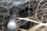 Phoenix petrel. Adult at nest site. Hatuta'a Island (protected area, Cat. IV), Marquesas archipelago, French Polynesia, June 2010. Image © Fred Jacq by Fred Jacq.