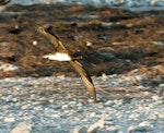 Phoenix petrel. Adult in flight, ventral. Rawaki, Phoenix Islands, January 2008. Image © Mike Thorsen by Mike Thorsen.