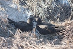 Phoenix petrel. Pair on ground at breeding colony. Rawaki, Phoenix Islands, June 2008. Image © Mike Thorsen by Mike Thorsen.