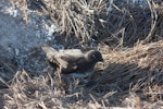 Phoenix petrel. Adult on ground at breeding colony. Rawaki, Phoenix Islands, June 2008. Image © Mike Thorsen by Mike Thorsen.