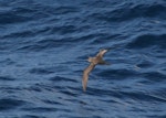 Phoenix petrel. Adult. About 500 km N-NE of American Samoa, October 2008. Image © Ed McVicker by Ed McVicker.