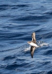 Phoenix petrel. Adult. About 500 km N-NE of American Samoa, October 2008. Image © Ed McVicker by Ed McVicker.