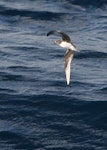 Phoenix petrel. Adult. About 500 km N-NE of American Samoa, October 2008. Image © Ed McVicker by Ed McVicker.