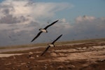 Phoenix petrel. Pair in flight, ventral. Rawaki, Phoenix Islands, June 2008. Image © Mike Thorsen by Mike Thorsen.