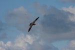 Phoenix petrel. Adult in flight, dorsal. Rawaki, Phoenix Islands, June 2008. Image © Mike Thorsen by Mike Thorsen.